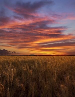 В синем небе плывут над полями слушать стихотворение Ивана Никитина онлайн